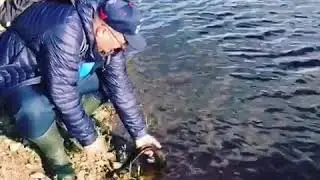 Рыбалка в Лен. Области сомик на джиг