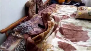 Приколы,смех о котах