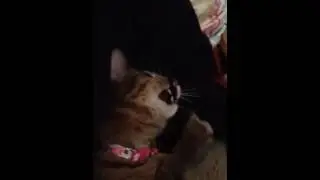 Jasmine Kitty Likes Shirt Strings