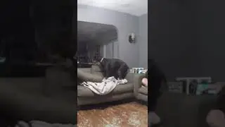 бедная собака