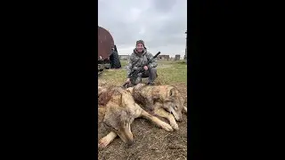 Охота на волка в Дагестане. Добыл матерого вожака.