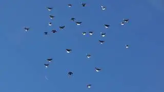 Тренировка голубей (03.09.2021)
