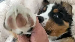 Bernese Mountain Dog Puppy Playing With The Hand