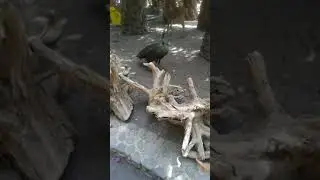 Bali zoo tude