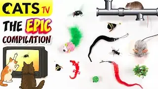 GAME FOR CATS 📺🐭  Epic Ultimate Compilation 🪰 😻🦎 3D SOUND 🔊 (4K 60FPS)