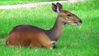 Bushbuck