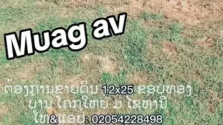 Muag av zoo nkauj nyob ze nroog loj