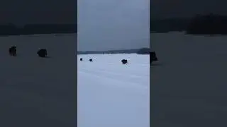 Кабаны опять вышли на прогулку, Марий Эл 😁