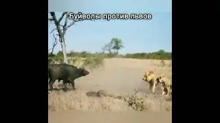 Буйволы против львов
