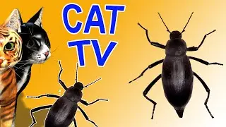 Entertainment Video For Cats To Watch Black Hock - Cat Games