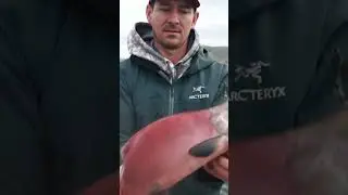 Can you eat Red Kokanee Salmon? #fishing #salmon #kokaneefishing #kokanee