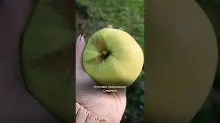 А это ТОЧНО Антоновка??? #shorts
