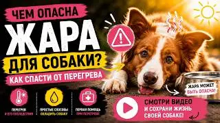 Как спасти собаку от жары, что такое перегрев у собаки, чем опасен перегрев