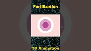 The Miracle of Life: Exploring the Process of Fertilization