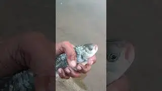 Village Fishing 