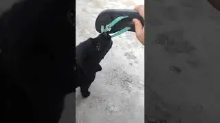 Black labrador puppy playing fetch with slipper