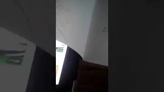 Фонтайм фокси приключения