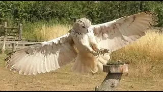 BIRDS OF PREY -  SUFFOLK OWL SANCTUARY & NATURE CENTRE AT STONHAM BARNS # 1 - 2022