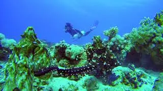 Intimate Octopus Sex with Monkey-Diver!