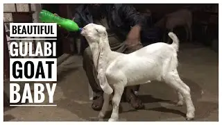Beautiful Gulabi Female Goat Kid | Nagra Farm