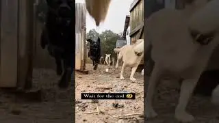 dogs run