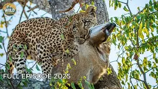 WILD KILIMANJARO | Where Instinct Decides Survival | Animal Documentary