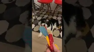 3 Веселье Микки.