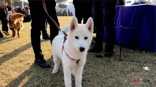 All Breed Dog Show - Lahore - 2018