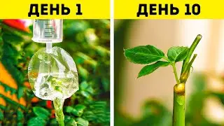 ПРОСТЫЕ САДОВЫЕ ЛАЙФХАКИ ДЛЯ ВОССТАНОВЛЕНИЯ ЗАСОХШИХ РАСТЕНИЙ 🪴