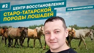 Конный двор Алмакай | Наш Татарстан | Татарские жеребцы | #2