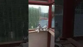 Пара касаны. Архив