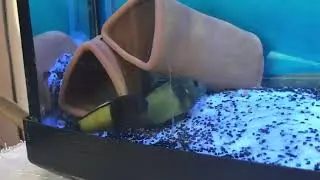 F0 ikola titriyoorrr yeni yavrular geliyorrr