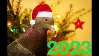 Голубь поздравляет с новым 2023 годом!!!