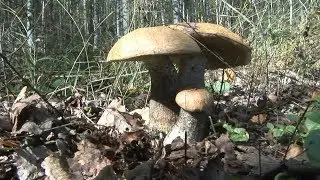 Ищем красивые грибы .