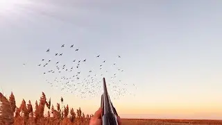 Goose hunting Kalmykia (2023) Such a flight has never happened before!