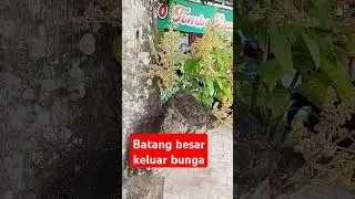bunga mangga dibatang besar