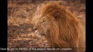 LinkedLeads – LinkedIn LeadGen Automation Software – Linked Leads