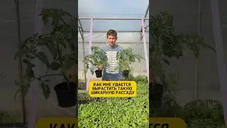 Wb 37725130 Ozon   300207182 