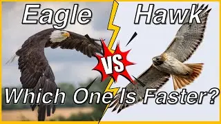 Eagle vs Hawk: Which One is Faster? | Similarities and Differences #eagles #hawk  #animals #birds