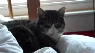 Devil Cat