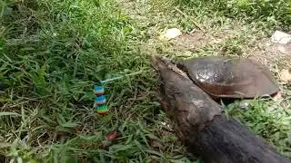 tarikan bulus ternyata jos juga