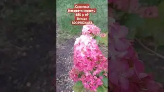 Колорфул Коктель #гортензииметельчатые саженцы 650 р