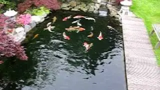 Koi-Teich des Osnabrücker Koicenter