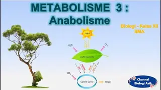 Metabolisme part 3 - Anabolisme - Biologi kelas 12 SMA