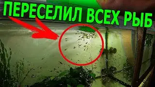Большое ПЕРЕСЕЛЕНИЕ РЫБ на ФЕРМЕ!
