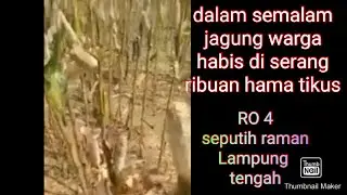 viral.. ladang jagung warga ludes di serang ribuan hama tikus Lampung tengah