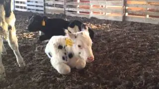 A baby calf moos