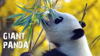 The Giant Panda