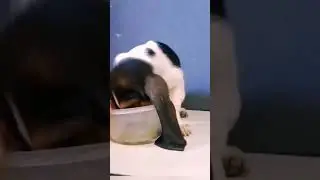 Basset Hound, Cachorros Hora del desayuno