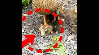 Poor duckling trampled by the mother duck was safe.